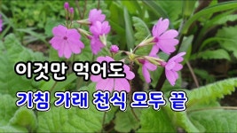 앵초 : 평생동안 몸에 달고 살아온 만성기관지염을 모두 없애버린 놀라운 약초 - 2021 | 대체의학, 약초, 건강