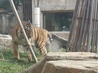 서울 어린이대공원, Seoul Childrens Grand #Park, #Tiger, 216 Neungdong-ro, Neung-dong, Gwangjin-gu, Seoul, South Korea... 