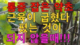 조양제님의 약초 이미지 - 2020 | 약초, 대체의학, 의학