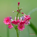 Lees Flower Photography Facebook © Lee Inhwan My Portfolio 이인환, 치과의사.꽃사진… | Flores exóticas, Flores, Lenguaje de... 