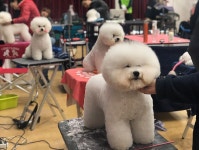 멋짱 미시즈 쇼 | 멋쩌 #도그쇼 #비숑 #비숑프리제 #푸들 #bichonfrise #poodle #dog 멋쩌 #도그쇼 #비숑 #비숑프리제 #푸들 #bichonfrise...