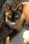 blue eyes! | 애완동물, 고양이 사진, 포유동물