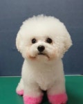 순천 헬로펫 애견애묘 전문점 헬로펫 애교천사 둘째 비비 예쁜 애견애묘들 많이 있으니 놀러오세요 . . . . . 2020 신년맞이 헬로펫... 