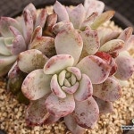 오렌지먼로 12-1242(E. Monroe(Orange)) - 다육식물(Succulents) - 2023 | 다육 식물