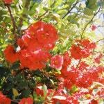 서울신대의 봄🌺 .  언덕의봄  땀의봄  서울신대  film  filmcamera  filmphotography  filmphoto  필름카메라 | Instagram posts... 