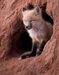 a-fantastic-fox: “ everythingfox: “Den guardian ” Did…did he carve out those notches for his ears ” | 동물, 여우