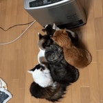 오늘의유머 - 심심풀이로 볼만한 움짤들 모음 323.GIF 심심풀이로 볼만한 움짤들 모음 323.GIF