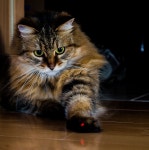 Looks just like my Maine Coone...he was the sweetest cat ever!!! | 고양이