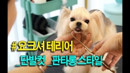 (개스타일)세상작은 요크셔 나비돼는 과정../Yorkshire Terrier Grooming em 2020 | Banho e tosa
