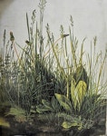may171albrecht-Durer-piece-of-turf.jpg 630×801 pixels | 칠하기, 아트 프린트, 르네상스 예술