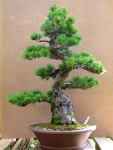 Bonsai | 분재, 한국화