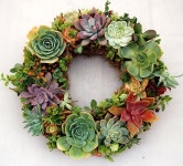 One of the better succulent wreaths I have seen. Love the mix of colors. | 다즙식물 정원, 다육 식물, 화환