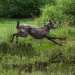 Meet the Scottish Deerhound(이미지 포함) | 큰 개