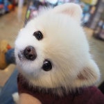 Mir 🌺미르 이제야좀 여자같으네!!But 두번째 사진은 장군감ㅋㅋㅋㅋ#여자맞아요#남자같지만#여자예요...#미르🐰#한복케이프#나도편하고... 