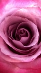 Pin de 김옥석 en 꽃 | Rosas, Flores, Pinturas