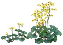 수목에 있는 jin bok님의 핀