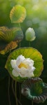 White Water Lily | 자연 사진, 수련, 꽃