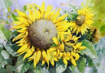 신종식수채화투어(유튜브) on Instagram: “해바라기 수채화” | Flower painting, Watercolor and ink, Planets art