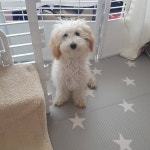 내일 미용실 가요~   maltipoo  말티푸  daily  개스타그램  puppygram  개   토이푸들  follow  멍멍  멍멍이그램... 