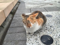 나 졸려 _허우통 고양이마을 | Katzen