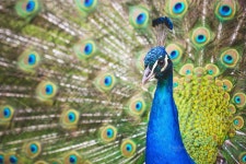 Beautiful Peacock Portrait #1 | 공작