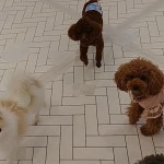 #꿈린놀이방  #       #dogkindergarten #꿈에개린 #꿈린 #강남강아지호텔 #대형견호텔 #강남강아지유치원 #애견호텔 #애견유치원 #강아지호텔... 