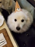 Brian Griffin Lee에 있는 글램펫 Glam Pet님의 핀