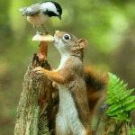 냐 옹이님이 새에 올린 이미지 | 야생 동물, 귀여운 동물, 동물 농장