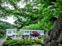 화순 야사리 느티나무 : 네이버 포스트 | 생각