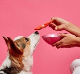 dogs에 있는 Talulaha님의 핀