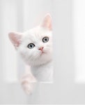 Peachcoral님의 고양이 창문 이미지 | 귀여운 고양이, 고양이 창문, 고양이