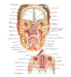 Pin di 현재 김 su 성악 nel 2023 | Seni paranasali, Anatomia del corpo, Anatomia