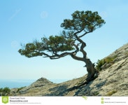 pine tree - Поиск в Google | 소나무