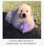 지금 당신이 꼭 봐야 할 사진 - 2022 | 골든 리트리버, 귀여운 동물, 동물