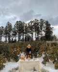 korea jeju island 제주 귤 카페 BRNE_STAY 부르네스테이 on Instagram: “눈 덮힌 아날로그 감귤밭 🍊🧡 조금 (?) 바보같이 나온거 같죠... 