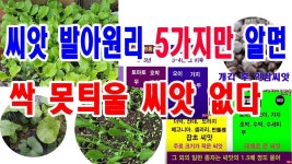 씨앗 발아원리 5가지만 알면 싹 못 틔울 씨앗 없다-씨앗 파종 방법,씨앗 발아 원리, 씨앗 발아조건, 종자 수명, 단명종자,장명종자,광발아... 