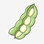 자유형 콩 야채 일러스트, 완두콩 클립 아트, 현물 상환 지불, 씨 PNG 일러스트 및 PSD 이미지 무료 다운로드 - Pngtree | 콩, 이상한 예술, 씨