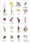 Nombre de Flores                                                                                                                            Más | 꽃... 