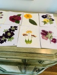 Dried flowers에 있는 loretta guzman님의 핀 | 압화