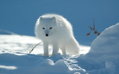 Arctic Fox Wallpaper #0e09 ~ EasyOffer.net | 북극여우, 야생 동물, 북극 동물