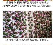 누구 마음대로 꽃차를 맛으로 마시지 않고 시각적으로 마신다고 했는가? 색 향 미 는 무엇인가? 맛 없는 꽃... - 2020 | 꽃, 색, 향