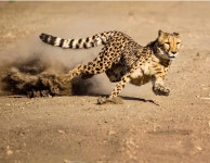 Cheetah running at full speed. (Susan Koppel 500px) | 큰 고양이, 치타