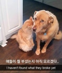 애들이 뭘 부셨는지 아직 모르겠다 | 강아지 밈, 웃긴 동물 사진, 개 유머