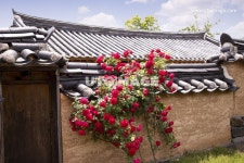 하회마을의 한옥 한옥, onepro, 사진, 문화, 역사, 건물, 안동, 하회마을... 관광지, 돌담길, 여행, 구름, 창문, 기와지붕, 세… | 나무 정원, 꽃, 사진