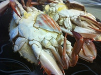 오늘 브런치는 대천산 꽃게찜^^ | Animals