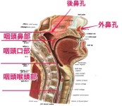 「방문할 곳」おしゃれまとめの人気アイデア｜Pinterest｜jmw8976 | 呼吸器系, 解剖学, 解答