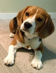 Discover The Loving Beagle Dogs Grooming #beagleloveit #beaglesdaily #beaglesfacts | 동물