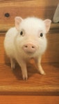 Pumpernickel the pig | 아기 돼지, 동물, 돼지