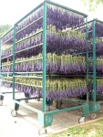 Lavender farm in Japan. | 라벤더, 허브