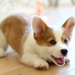 Follow us for more dogs and puppies. Save and share this post. Comment and tag friends who love this. #dog #dogs #puppy #puppies... 